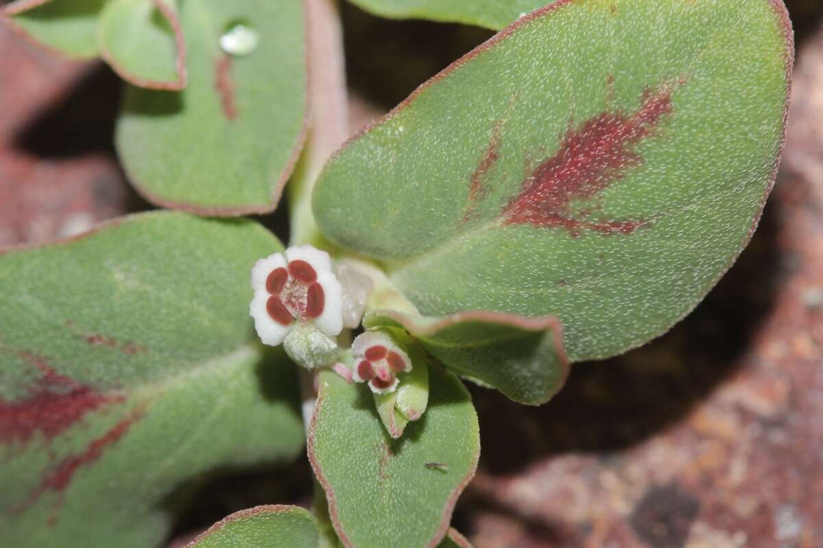 Euphorbia pediculifera var. pediculifera的圖片