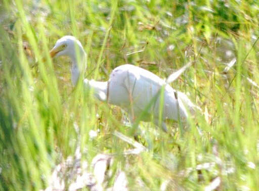 Image of Intermediate Egret