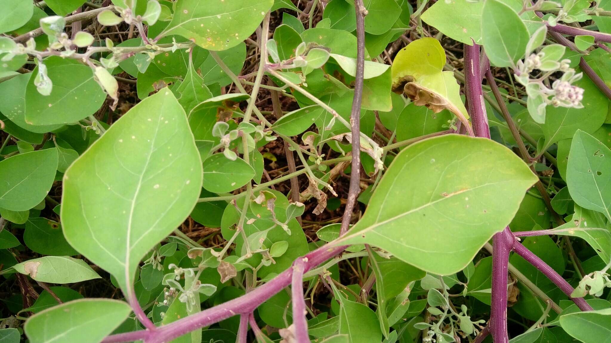 Salpianthus arenarius Humb. & Bonpl. resmi