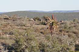 Image of Aloe speciosa Baker