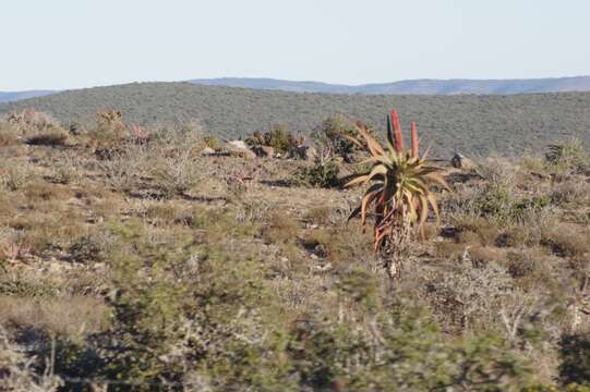 Image of Aloe speciosa Baker