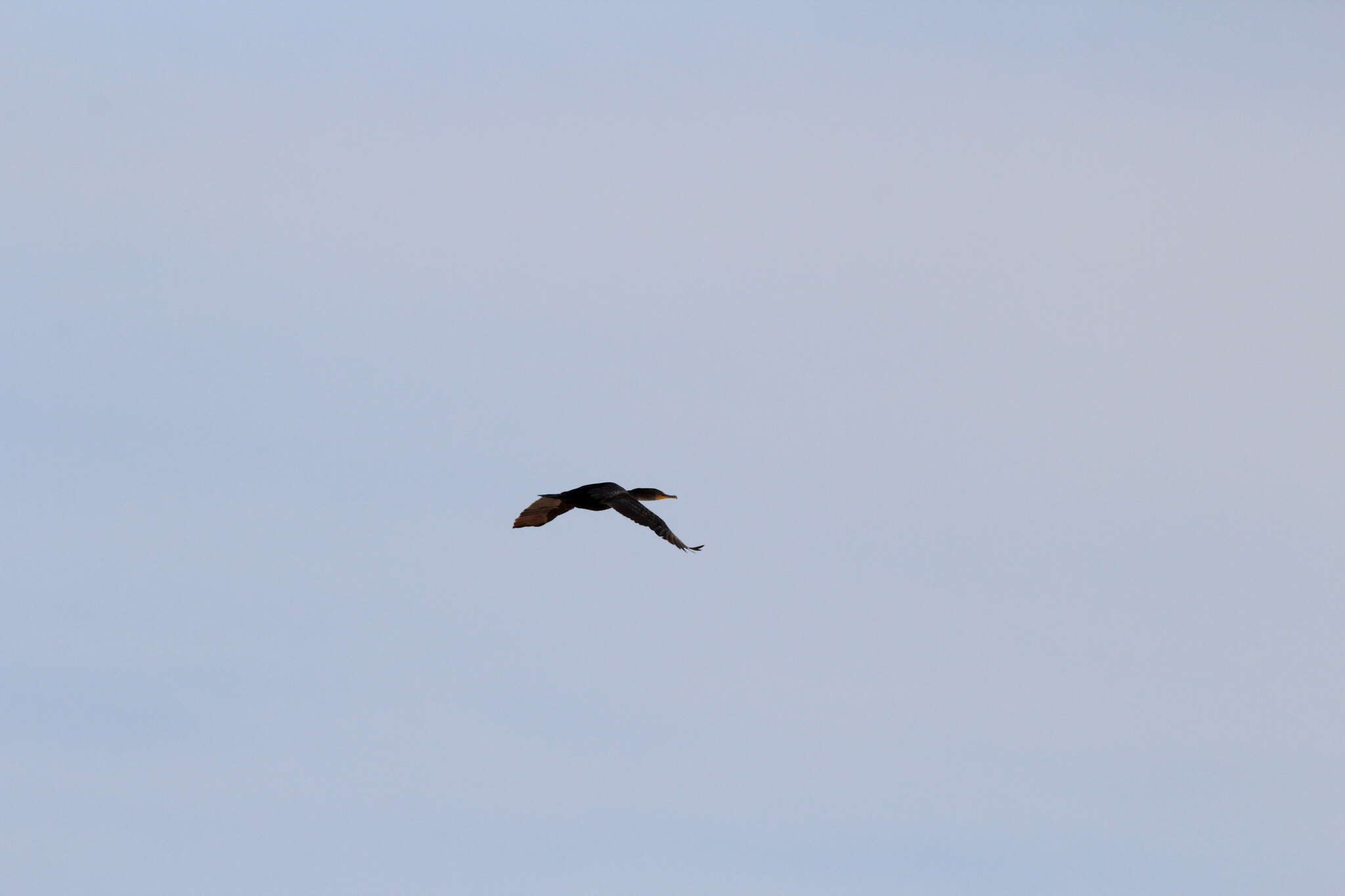 Image of Phalacrocorax auritus auritus (Lesson & R 1831)