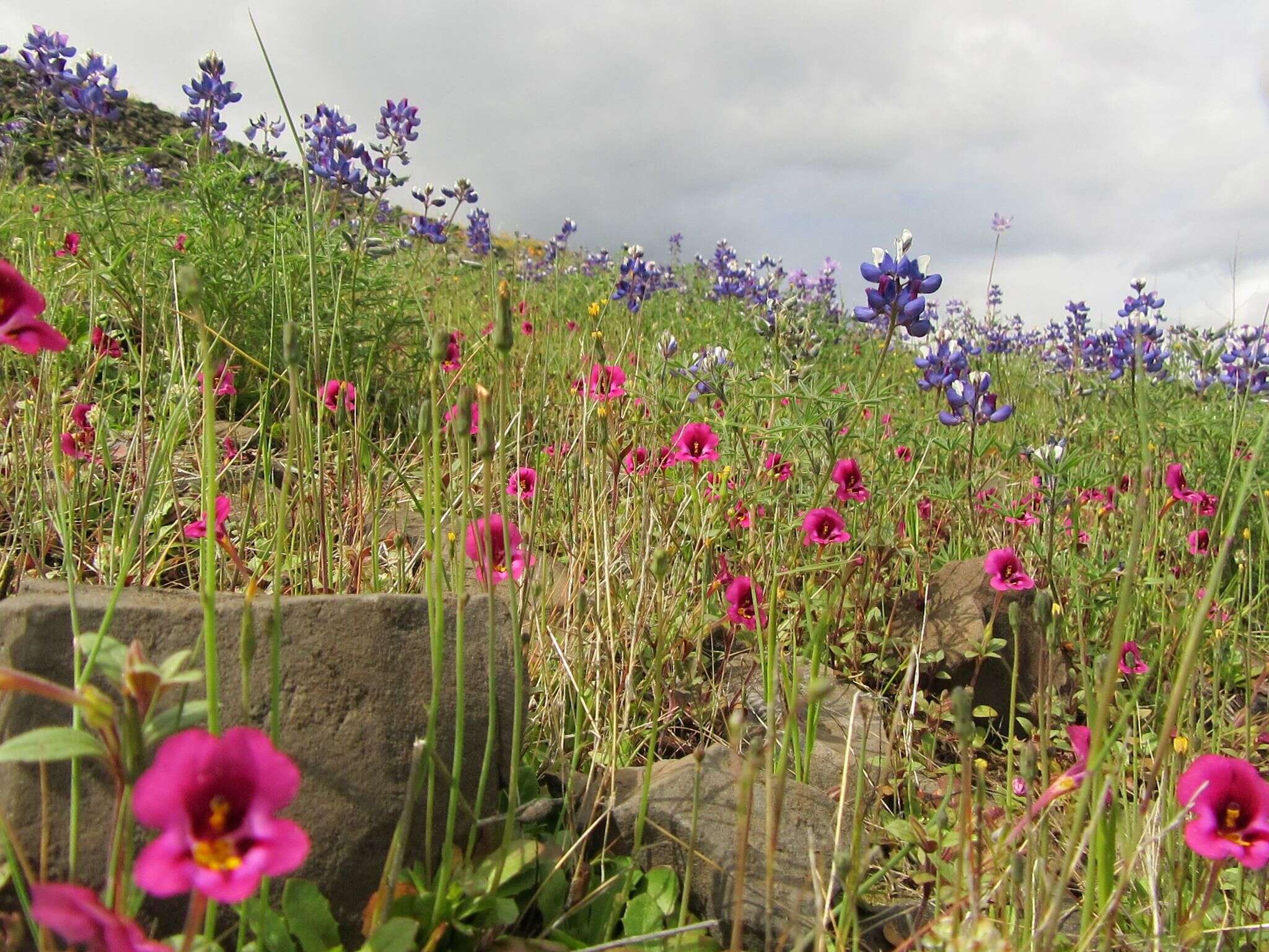 Image of Kellogg's monkeyflower