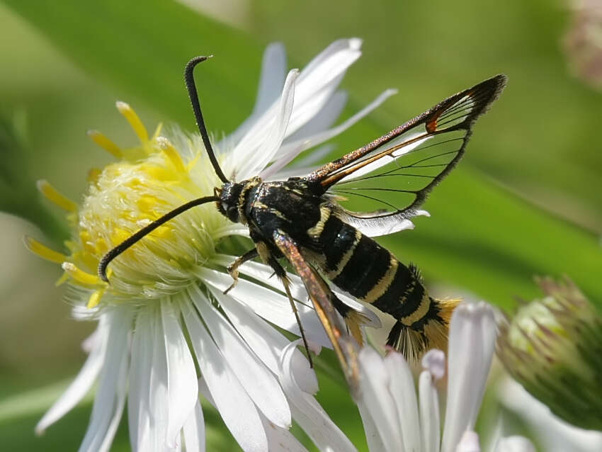 Image of Yellowlegged Clearwing Moth