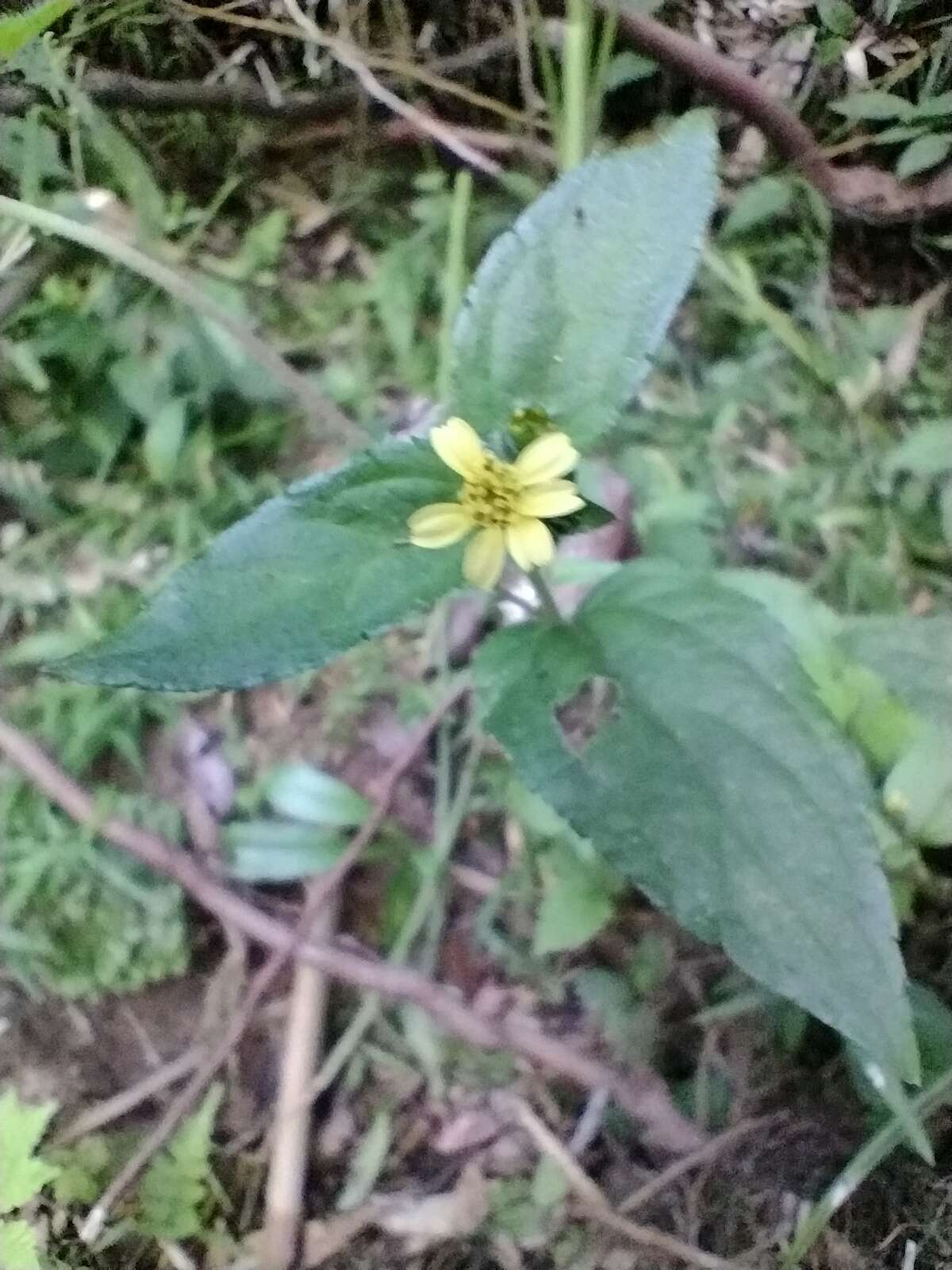 Calyptocarpus brasiliensis (Nees & Mart.) B. L. Turner resmi