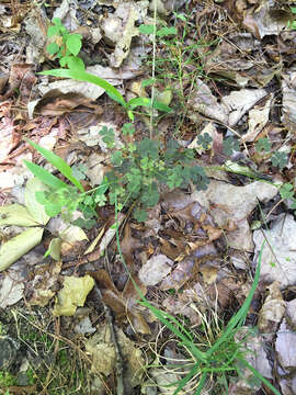 Imagem de Oxalis violacea L.