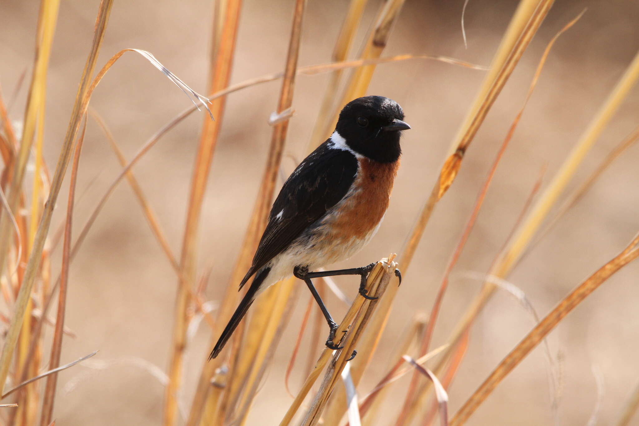 صورة Saxicola torquatus stonei Bowen 1931