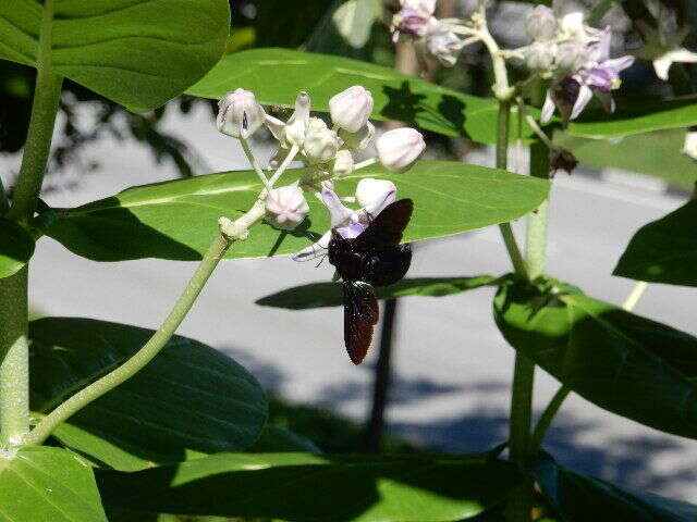 Image of Xylocopa latipes (Drury 1773)