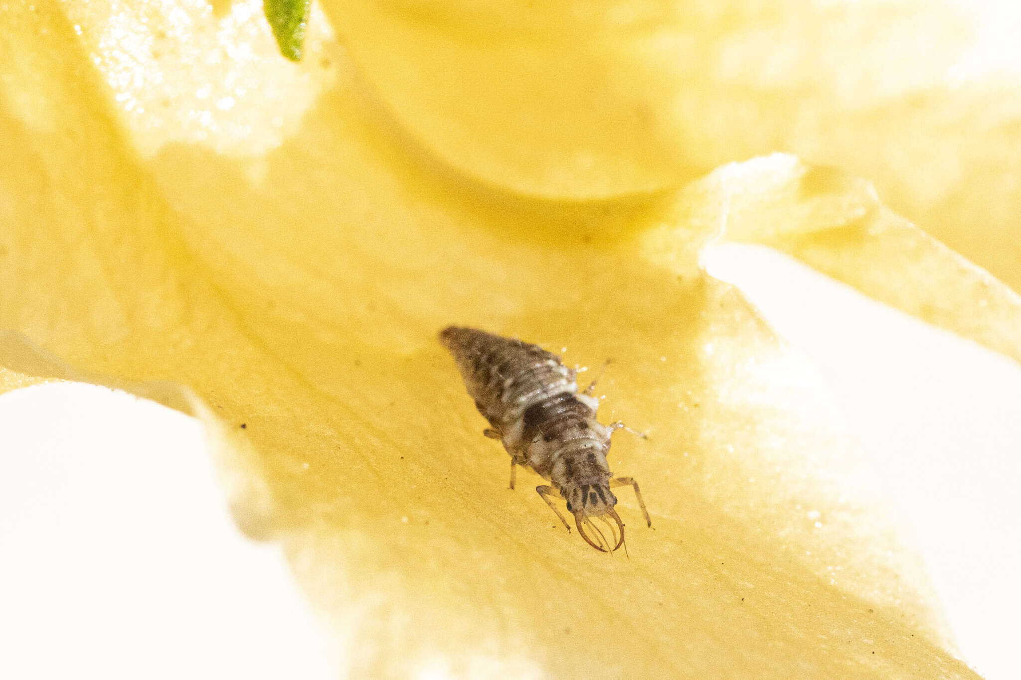 Image of Green lacewing