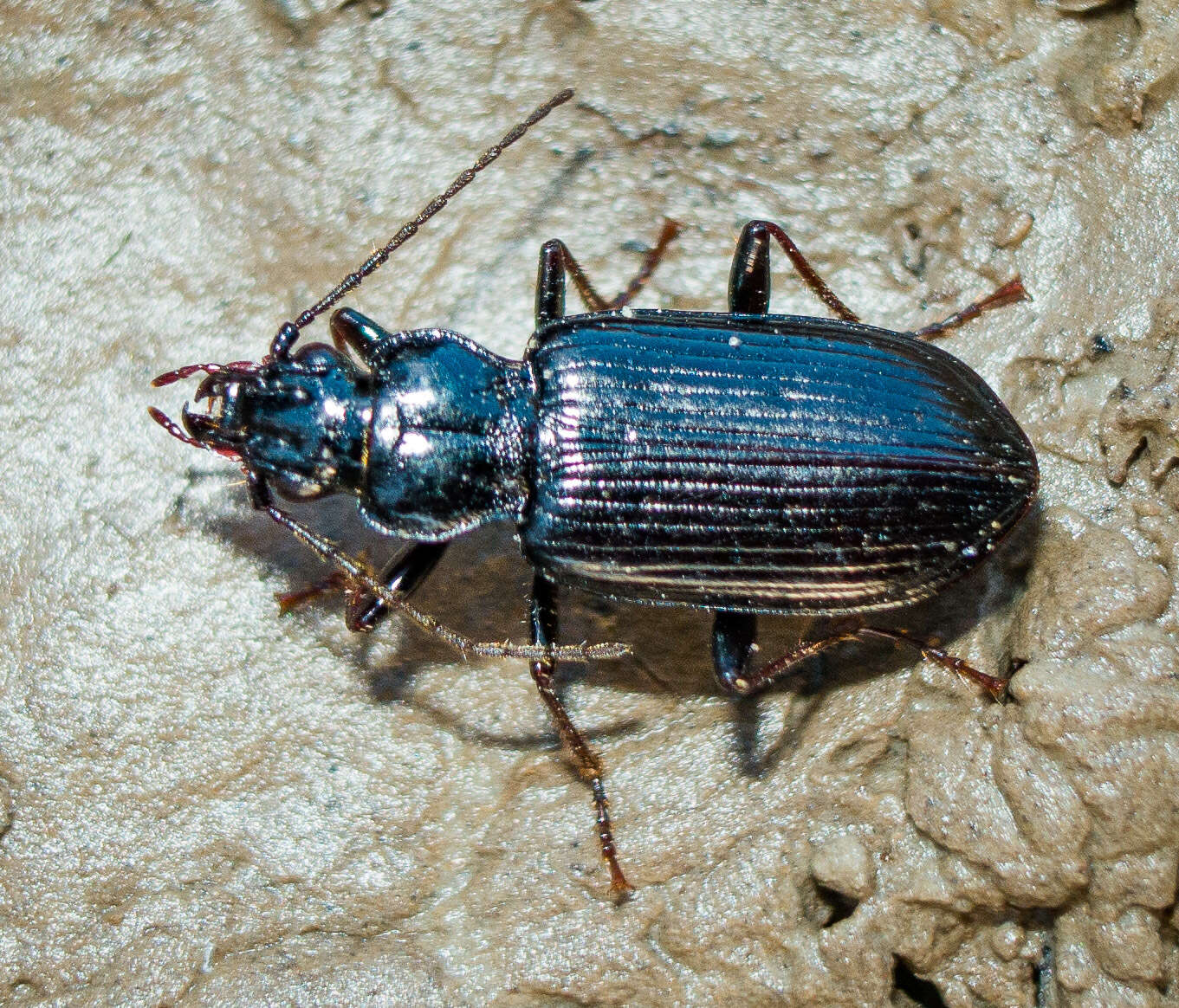 Слика од Diplous rugicollis (Randall 1838)