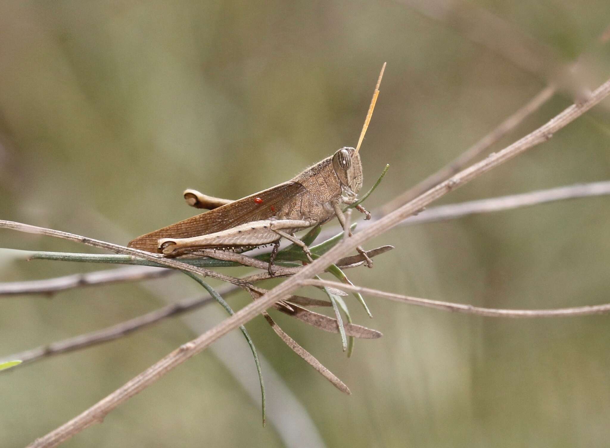 Image of Schistocerca impleta (Walker & F. 1870)