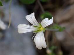 Image of Arenaria bertolonii Fiori