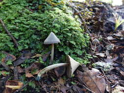 Image of Entoloma canoconicum E. Horak 1976