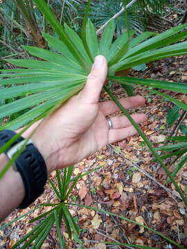 Image of Coccothrinax alta (O. F. Cook) Becc.