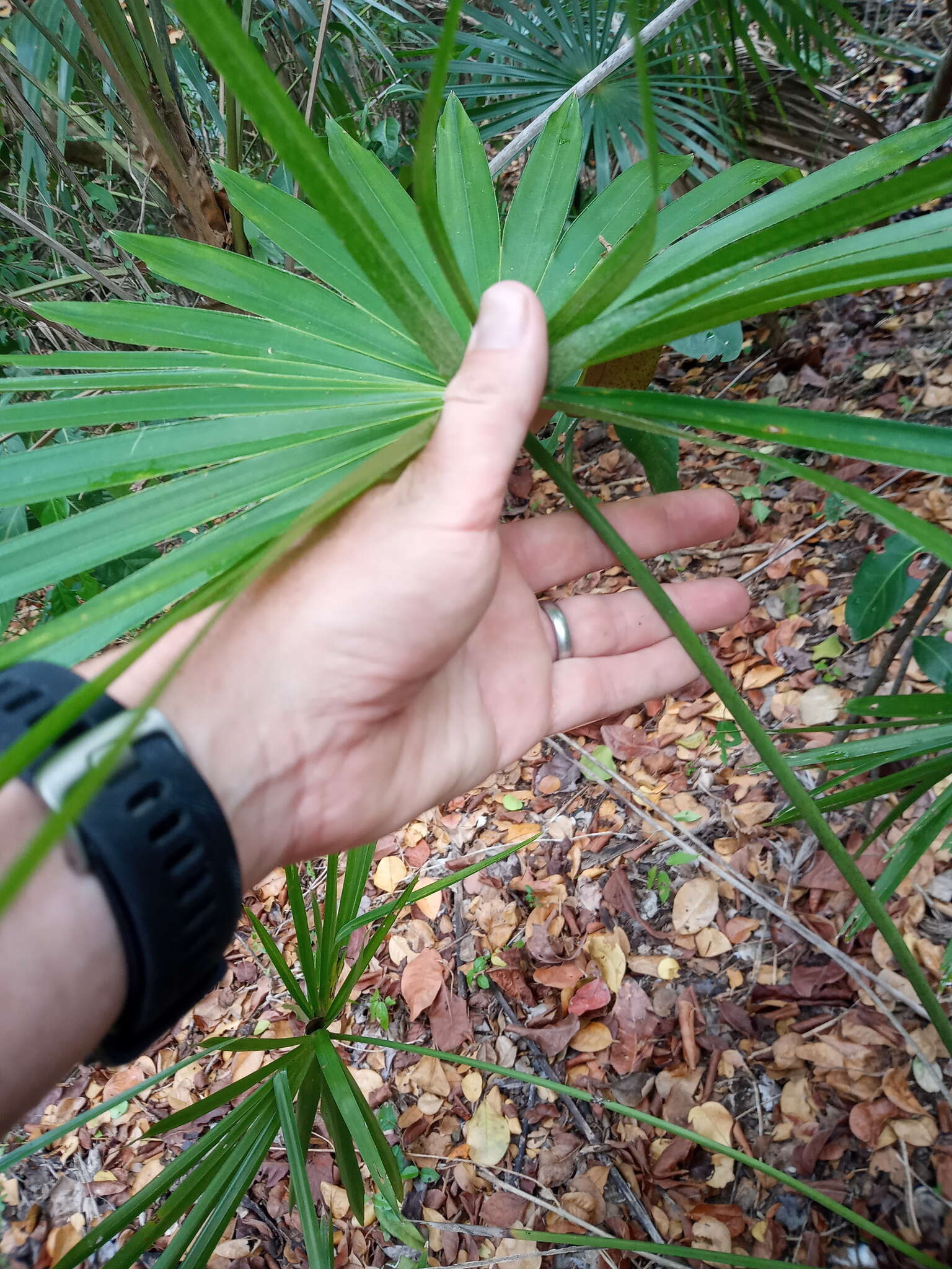 Imagem de Coccothrinax alta (O. F. Cook) Becc.