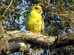 صورة Treron calvus schalowi Reichenow 1880