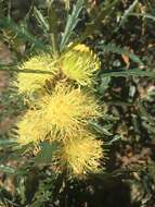 Imagem de Banksia polycephala (Benth.) A. R. Mast & K. R. Thiele