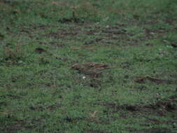 Image of Rosy Pipit