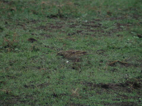 Image of Rosy Pipit