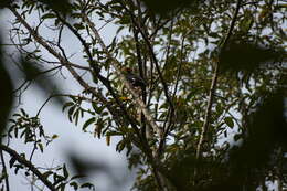 Image of Southern Hill Myna