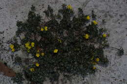 Hibbertia depressa Steud. resmi