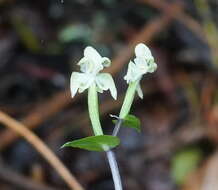 Image of Disperis lindleyana Rchb. fil.