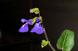 Image of Salvia xolocotzii Bedolla & Zamudio