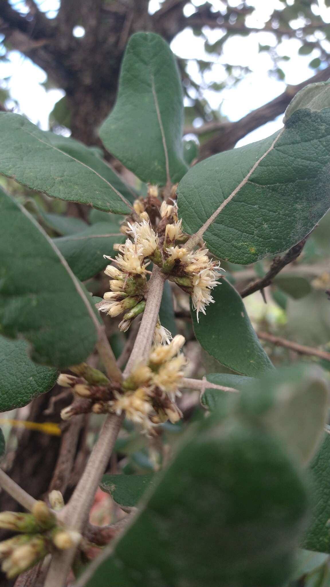 صورة Piptocarpha rotundifolia (Less.) Baker