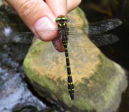 Imagem de Cordulegaster maculata Selys 1854