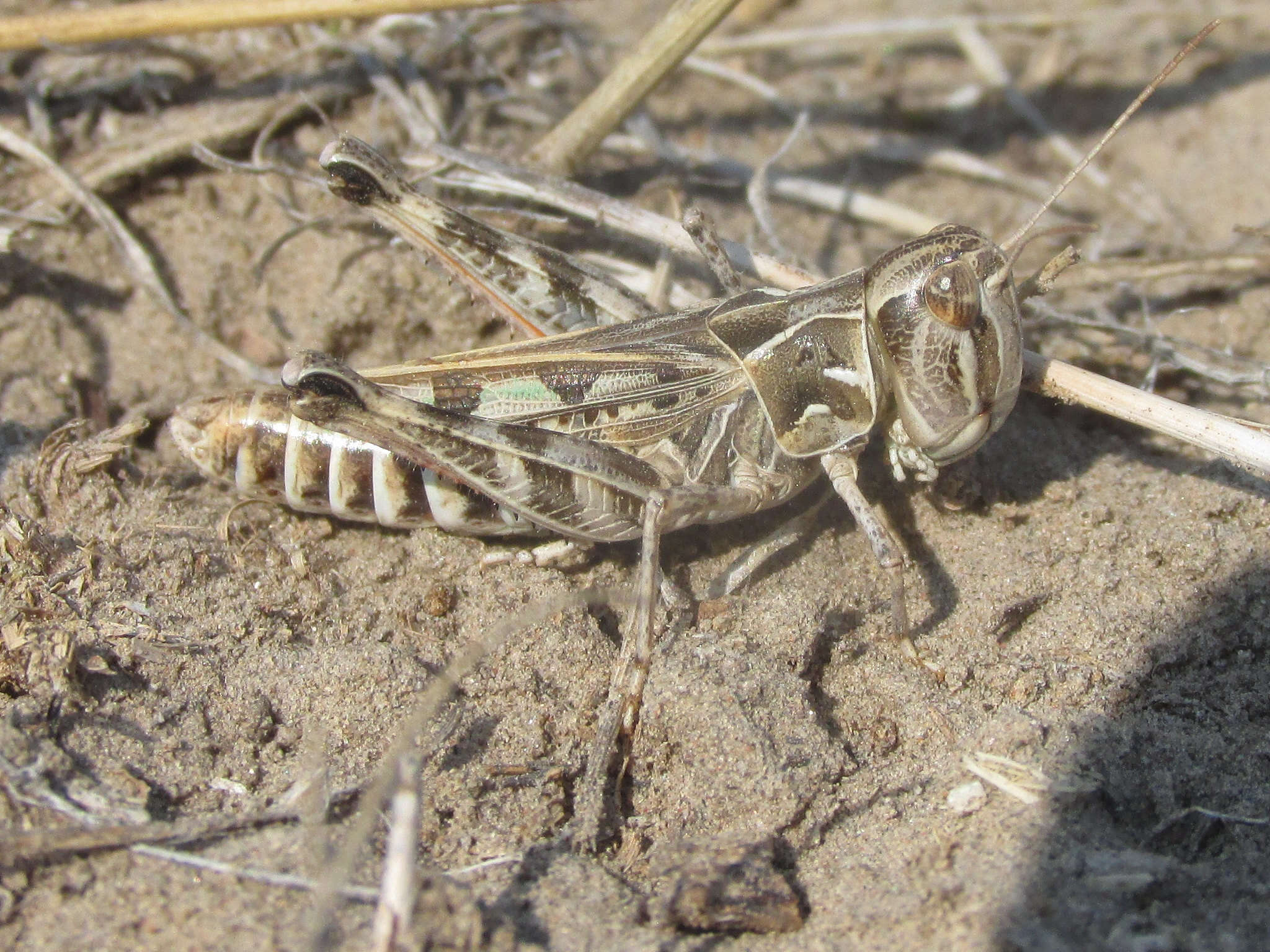 Image of Four-spotted Grasshopper