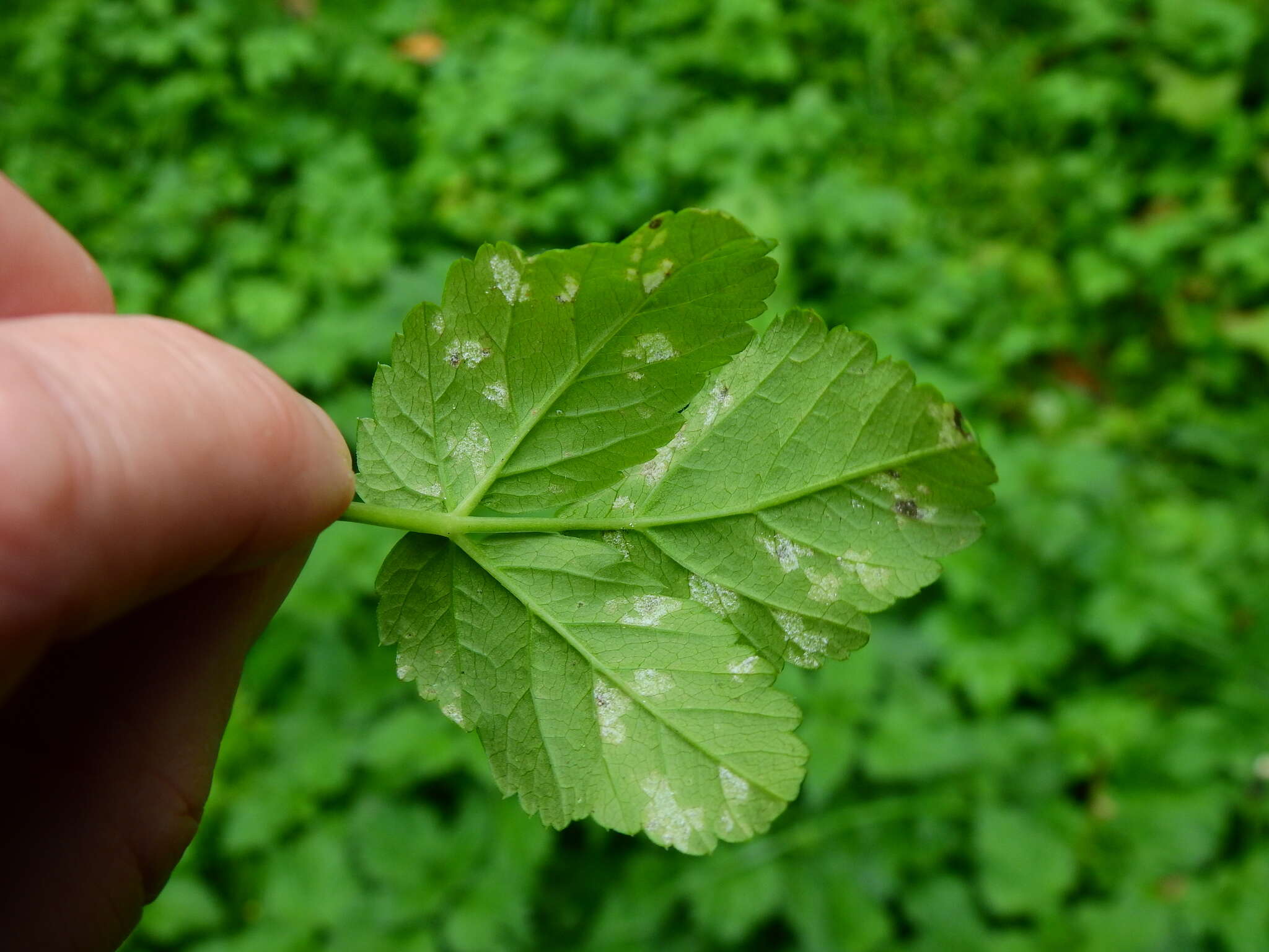 Plancia ëd Protomyces