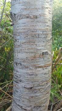 Image of Himalayan Birch