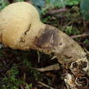 Lycoperdon spadiceum Schaeff. 1774的圖片