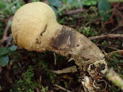 Lycoperdon spadiceum Schaeff. 1774的圖片