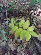 Polygonatum pubescens (Willd.) Pursh resmi