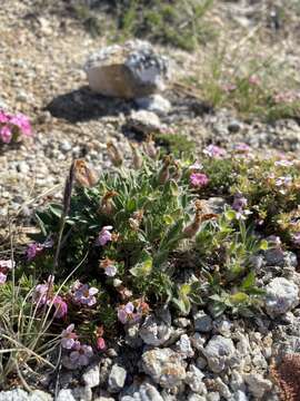 Plancia ëd Oxytropis triphylla (Pall.) Pers.