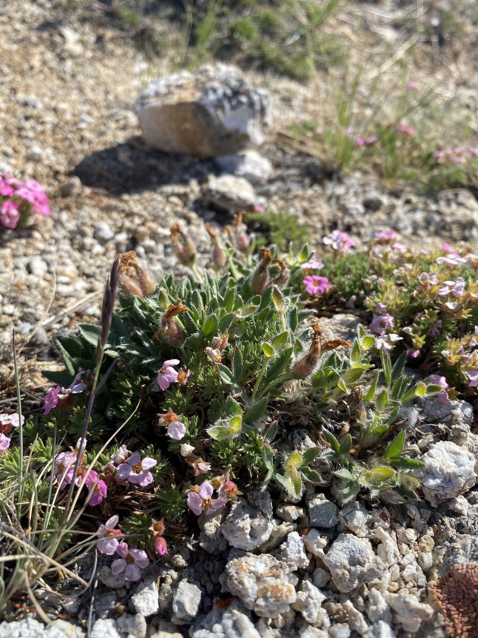 Plancia ëd Oxytropis triphylla (Pall.) Pers.