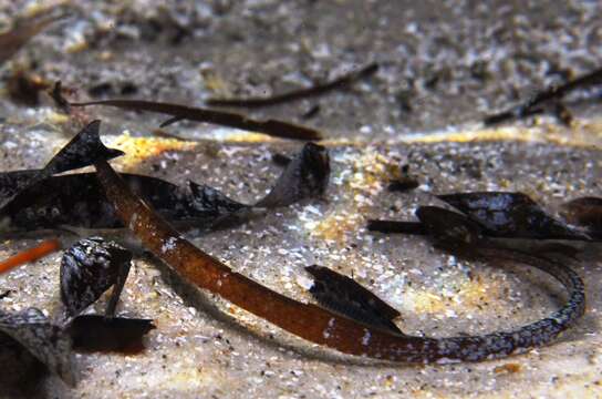 Image of Brigg's northern pipefish