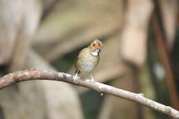 Plancia ëd Anthipes solitaris (Müller & S 1836)