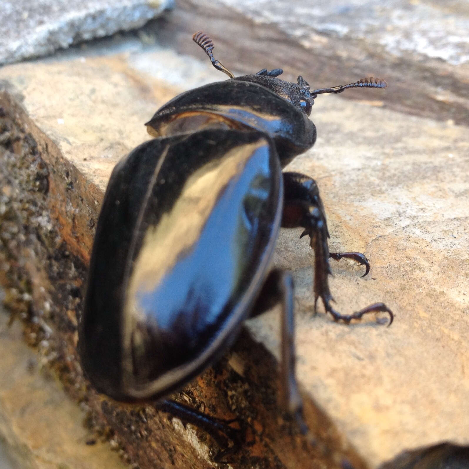 Image de Lucanus (Pseudolucanus) barbarossa Fabricius 1801