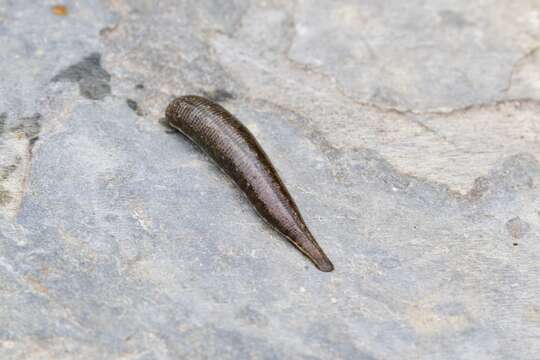 Image of Brown Leech