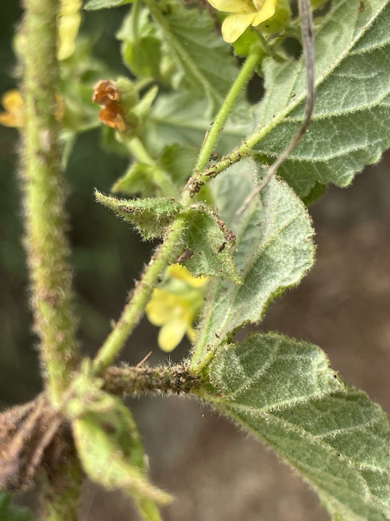 Hermannia grandifolia N. E. Br.的圖片