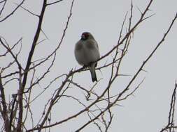 Carduelis carduelis caniceps Vigors 1831的圖片