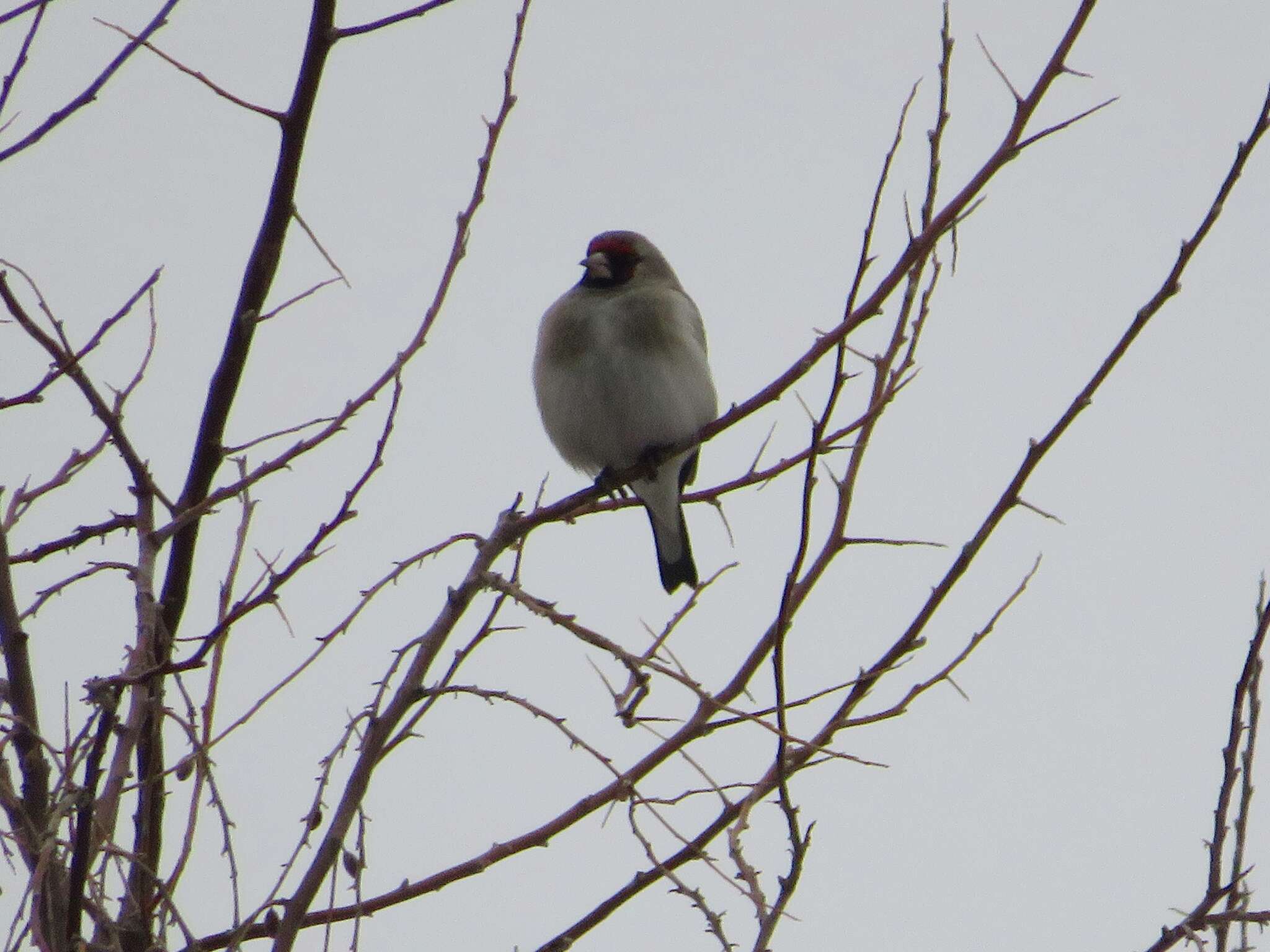 Carduelis carduelis caniceps Vigors 1831的圖片