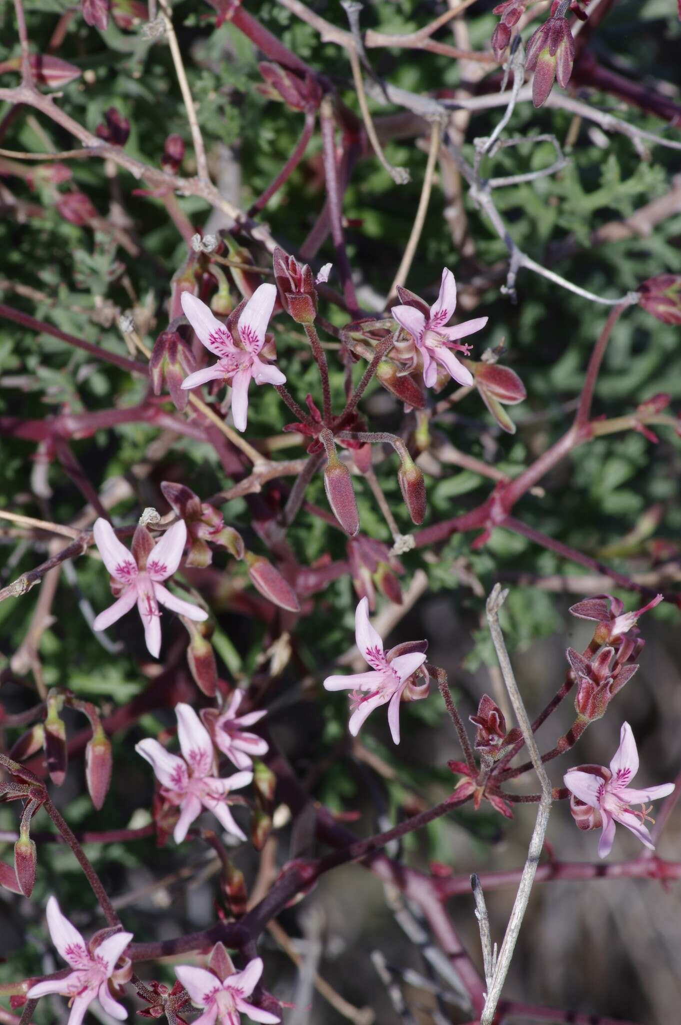 Image of Pelargonium crithmifolium J. E. Sm.