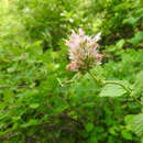 Imagem de Agastache occidentalis (Piper) A. Heller