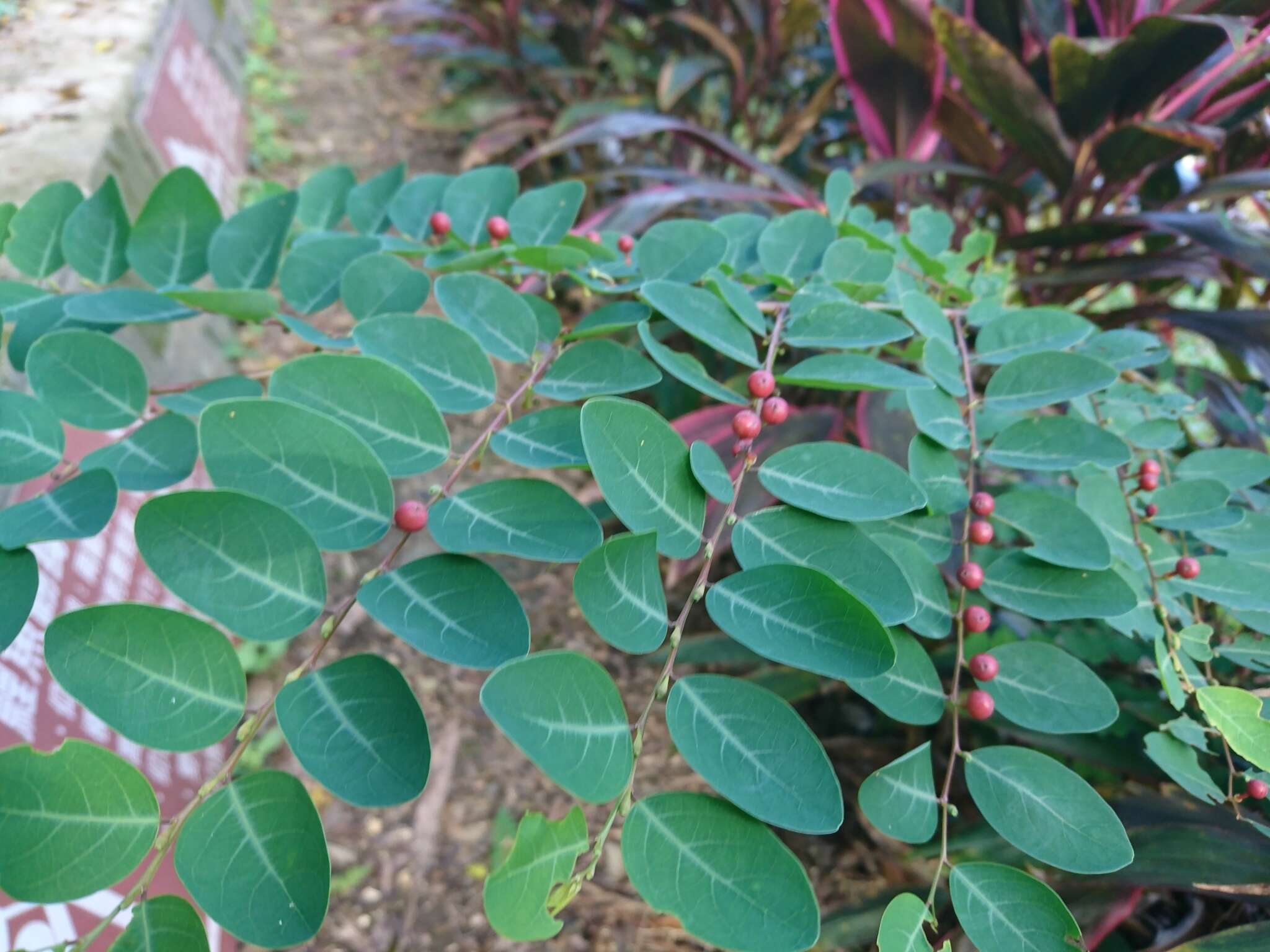 Image of Breynia vitis-idaea (Burm. fil.) C. E. C. Fisch.