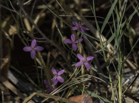 Image of Zeltnera namatophila