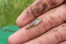 Image of Zoogoneticus purhepechus Domínguez-Domínguez, Pérez-Rodríguez & Doadrio 2008