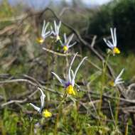 Слика од Nemesia cheiranthus E. Mey. ex Benth.